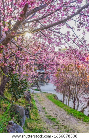 Beautiful Sakura Blooming At The Entrance Of Smangus Tribe (With Chinese Characters Of Welcome To The Tribe Of God On The Sign Bar), Jianshi, Hsinchu, Taiwan
