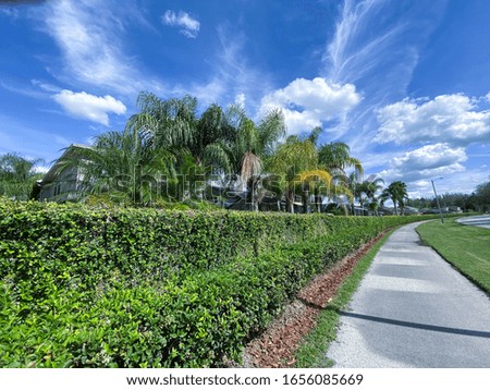 Ivy wall of a Florida community