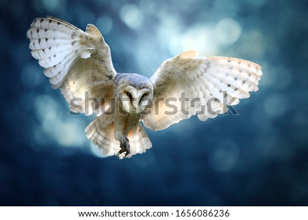 Hunting Barn Owl in flight.  Wildlife scene from wild forest. Flying bird tyto alba. Royalty-Free Stock Photo #1656086236
