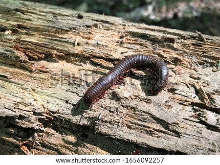 A millipede makes its way across a rotten log. Tennessee. Royalty-Free Stock Photo #1656092257