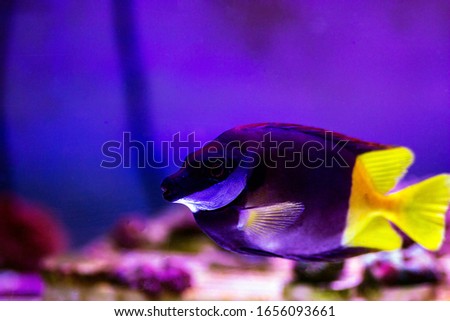Title: Bicolored foxface rabbitfish - (Siganus uspi)