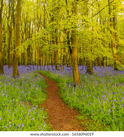 Bluebells carpet woodland in Oxfordshire with sun shining through the beech and birch canopy of bright green leaves contrasting with the blue and purple of the bluebell flowers