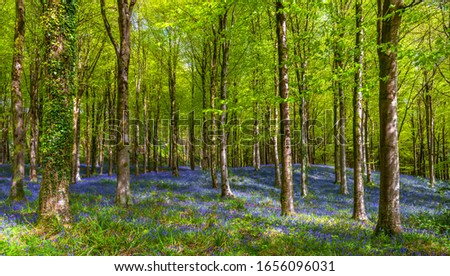 Bluebells carpet woodland in Dorset with sun shining through the beech and birch canopy of bright green leaves contrasting with the blue and purple of the bluebell flowers Royalty-Free Stock Photo #1656096031