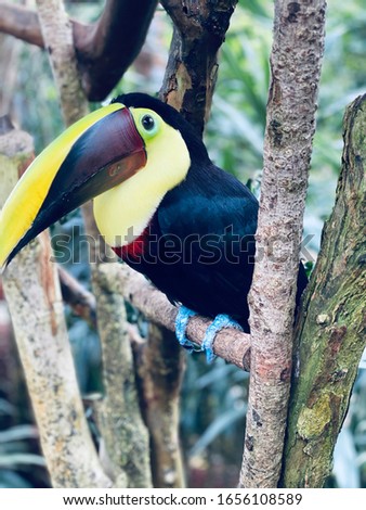 The talking Toucan. Although this guy was not much a talker. 