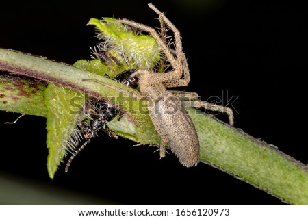 running crab spider of the family Philodromidae