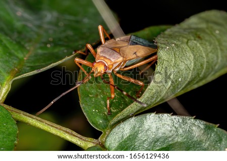 Cotton Stainer of the Genus Dysdercus