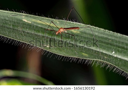 Stilt Bug of the Family Berytidae