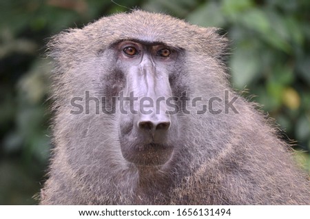 A portrait of a great baboon in Uganda