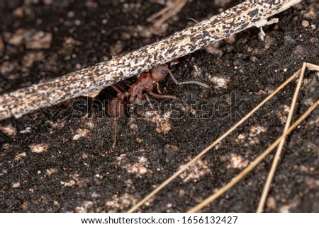 Acromyrmex Leaf-cutter Ant of the Genus Acromyrmex
