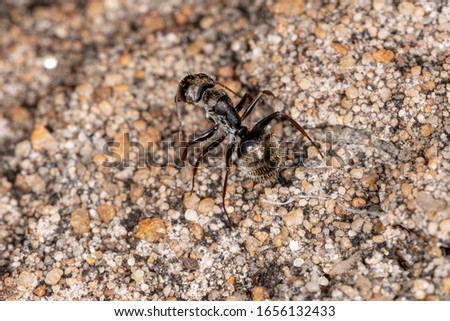 Carpenter Ant of the Genus Camponotus
