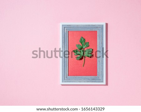 A sprig of parsley in a picture frame on a pink background. Useful, tasty and flavorful seasoning.