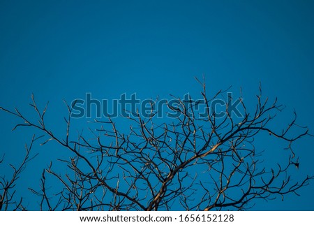 A tree under the blue sky