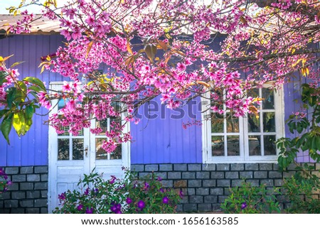 Close up purple house with white door frames and foreground cherry apricot peaceful in spring sunshine