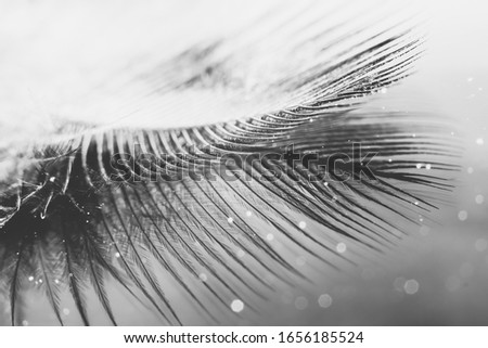 black and white birds feather and reflection 