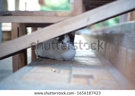 the cat hiding under the table.