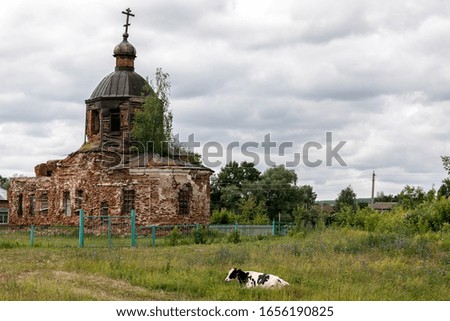 Cow in the background of the destroyed church.