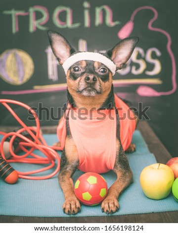 Cute dog with a ball. Dog football player  or trainer .  Football,  basketball  and  volleyball. Dog Fitness , sport  and lifestyle concept. 