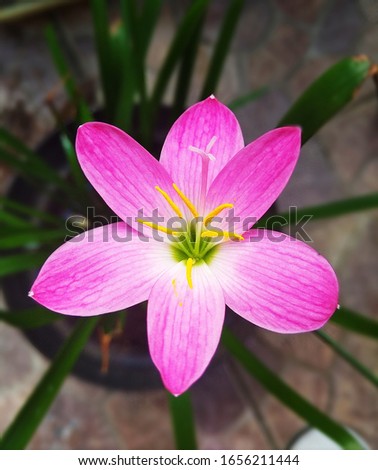 beautiful pink flower in the morning