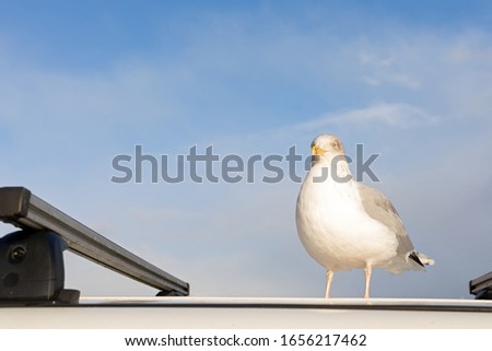 Close up picture of a cute friendly seagull