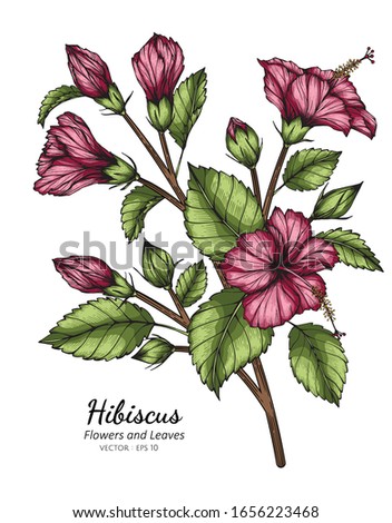 Pink Hibiscus flower and leaf drawing illustration with line art on white backgrounds.