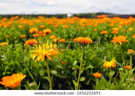Orange pot marigold. Calendula officinalis field, nature