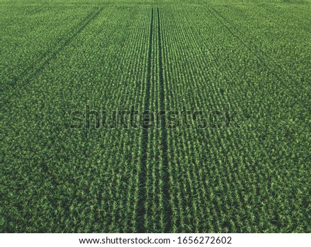 Aerial drone top view of cultivated green cornfield, Abstract texture of agricultural plantation from above.