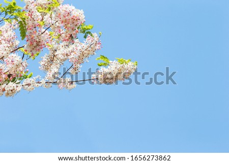 White and pink flower on sky background.