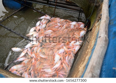 this pic show a lot of tilapia fish in cage 