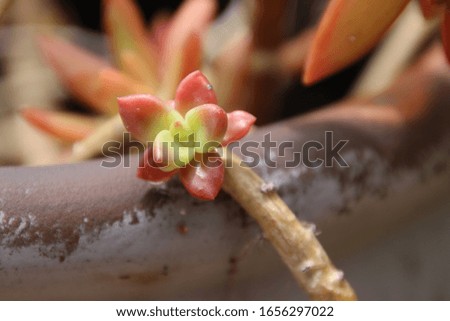 Potted succulent plants growing in patio garden on sunny day.