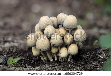 Tuft of Coprinellus micaceus, shiny cap, mica cap, growing in decaying wooden debris at base of a dead tree. Ghadira Nature Reserve, Malta