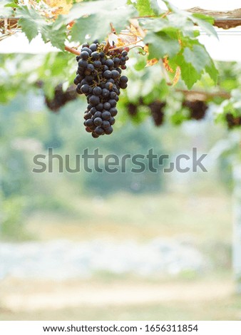 Red grapes with green leaves in the vineyard before the harvest.