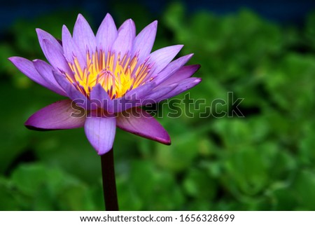      Purple lotus, yellow pollen in the lotus pond, very beautiful.                          
