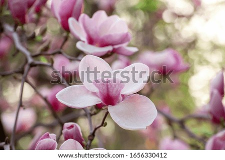 Blossoming of pink magnolia flowers in spring time, floral natural seasonal background