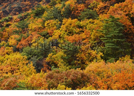 Variegated colors of trees, Multi-colored crown of trees from above