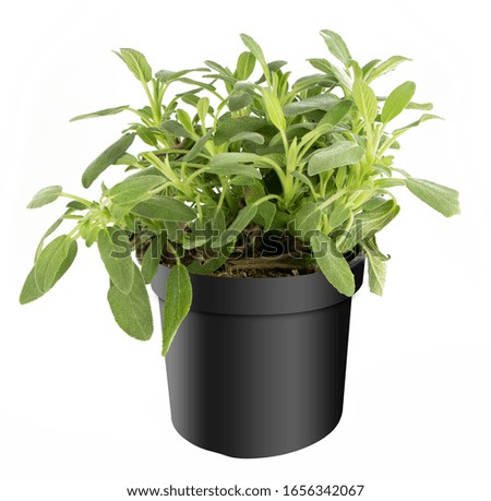 Herbs in black pot separated on white background