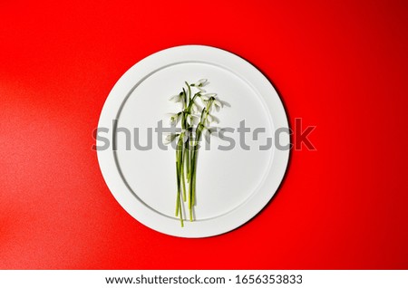 Spring snowdrops pattern. Snowdrops flowers on white plate on trendy red background. Fashion photography for your design, tender pastel colors tones, place for text