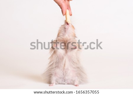 Adorable hamster get a cheese from a hand on a white background
