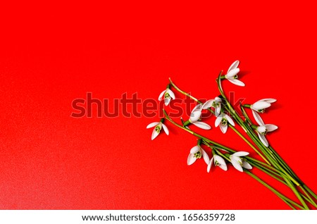 Spring snowdrops pattern. Snowdrops flowers on trendy red background. Fashion photography for your design, tender pastel colors tones, place for text