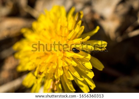 yellow dandelion on which the insect sits
