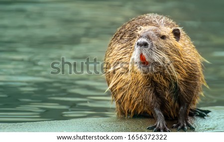 Beaver with wet fur resting quietly at the water edge. Its dark red teeths are characteristic for beavers.