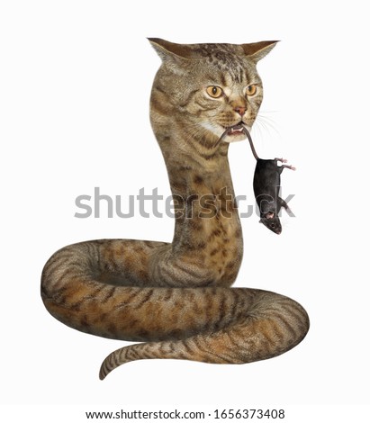 The beige cat snake caught a black rat. It holds it in its teeth by the tail. White background. Isolated.