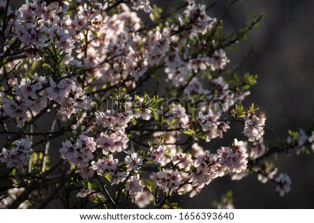 Almond Blossom in Madrid (Prunus dulcis)