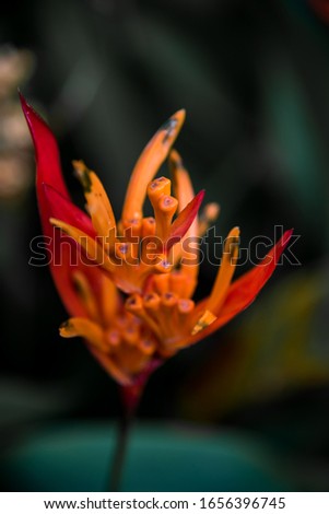 Flowers on the island of Borneo in Malaysia