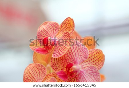 Butterfly orchid in full bloom, close-up