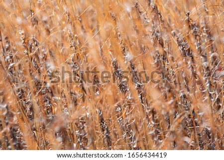 texture with dry grass and dry leaves