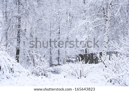 White winter landscape. Photography of pond on the forest. beautiful wild garden, with lots of snow-covered trees and shrubs. Cloudy and overcast day. Freezing weather.