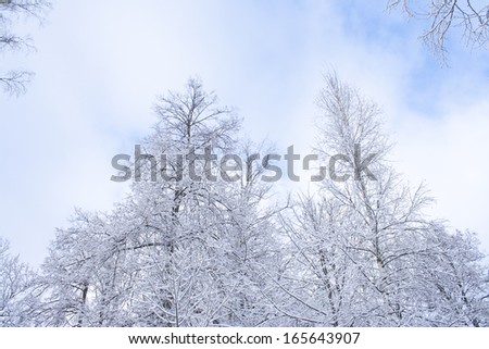 White winter landscape. Photography of branch on the forest. Beautiful wild garden, with lots of snow-covered trees and shrubs. Cloudy and overcast day. Freezing weather.