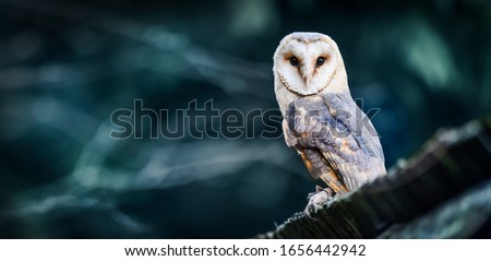 Beautiful barn owl eagle bird hide in natural rustic barns habitat. Owls wide banner or panorama photo. Royalty-Free Stock Photo #1656442942