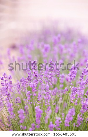 Lavender field over sunser sky. Beautiful image of lavender field closeup. Lavender flower field.