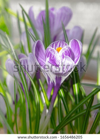Background of spring white-lilac crocuses with bright green leaves. Distillation of bulbous plants. Floral backdrop. Symbol of spring, love and tenderness.
